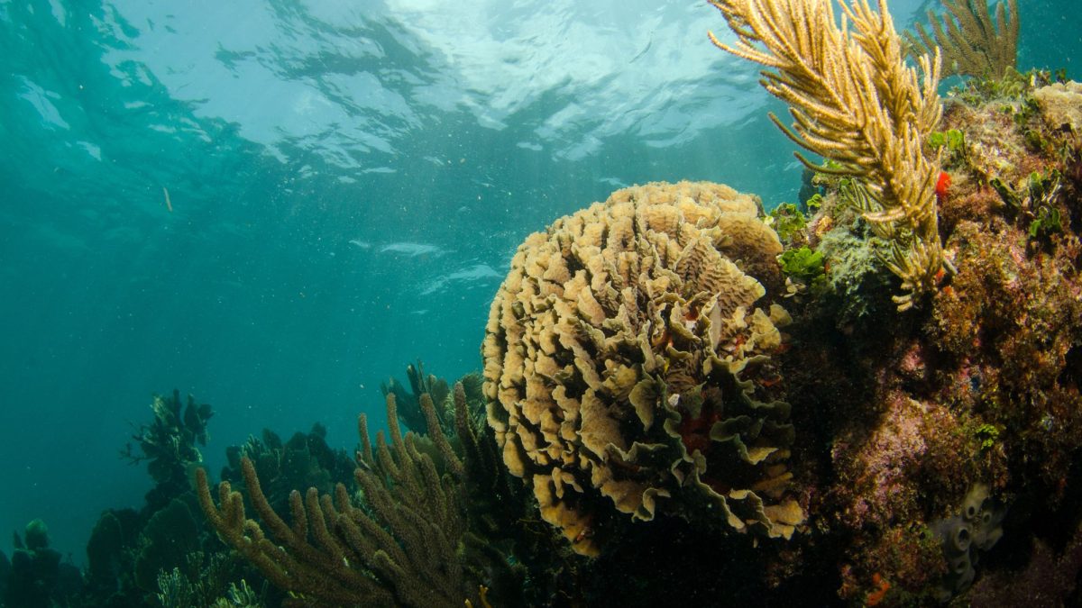 shutterstock_175745735_coralreef1962555