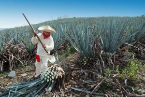 newagave1964065
