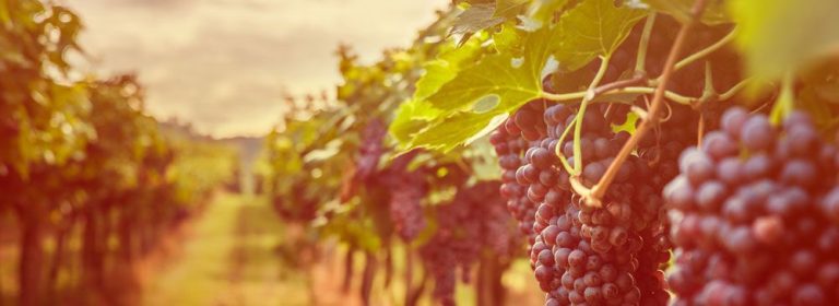 Vineyard scene with clusters of ripe purple grapes hanging from lush green leaves under a soft, warm light.