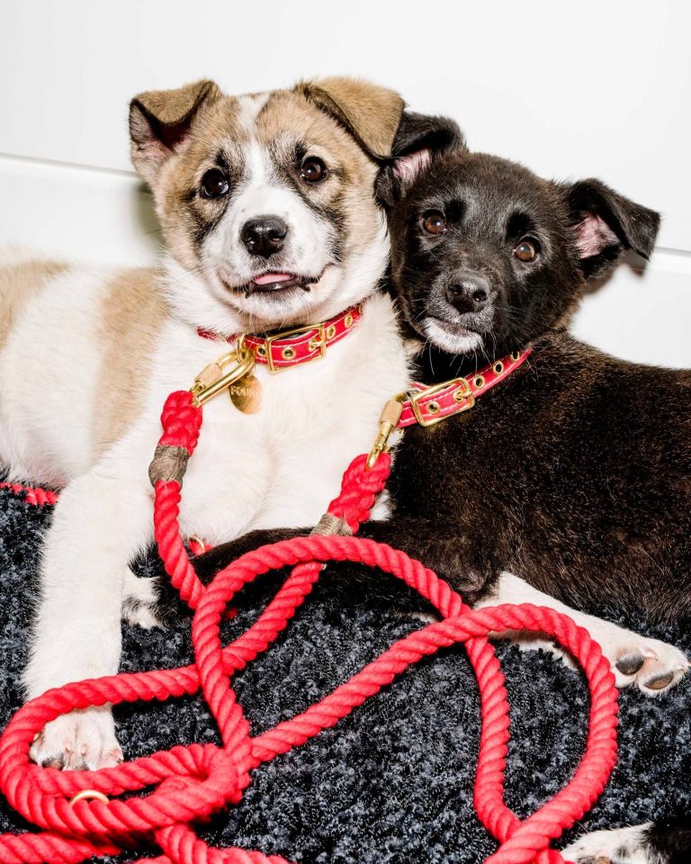 13418596_10154392370704642_5141690962078475401_o