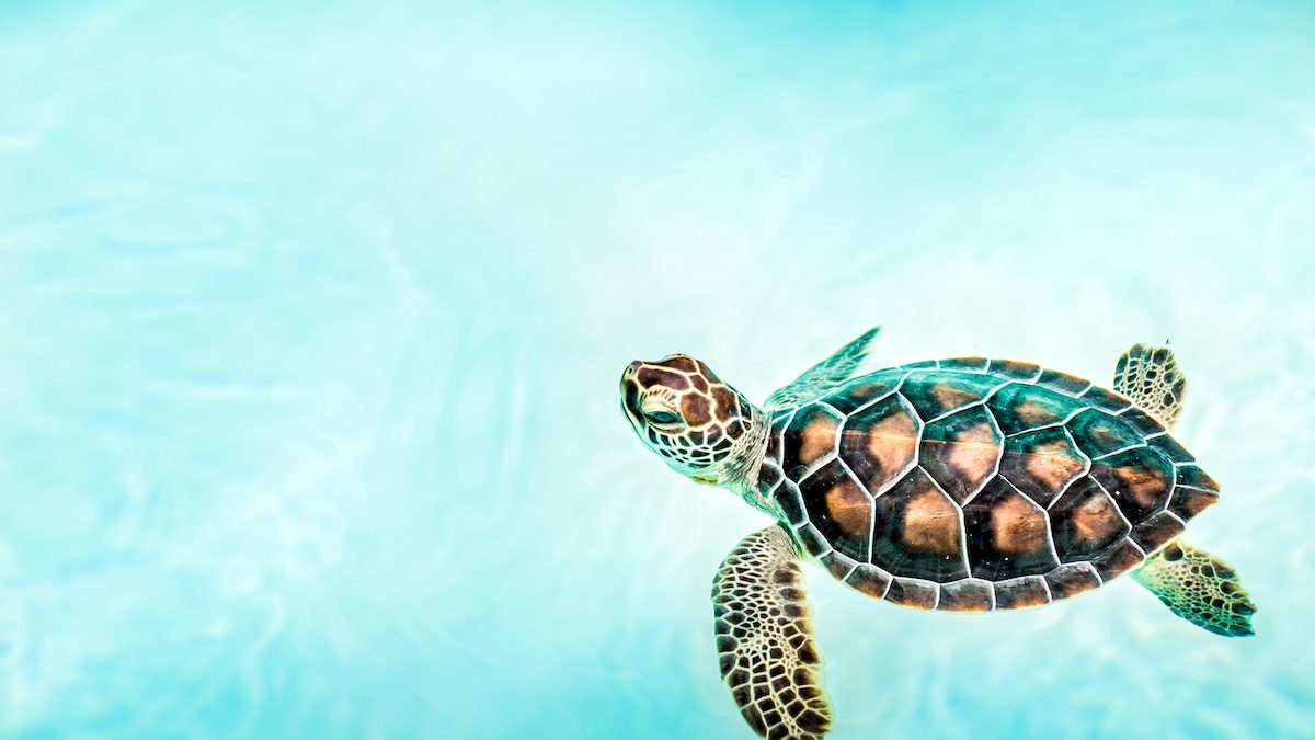 Close up of cute turtle