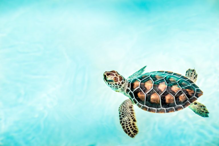 Close up of cute turtle