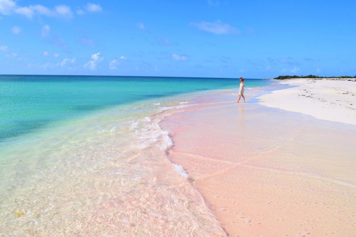 antigua-barbuda-cedar-tree-point-pink-sand