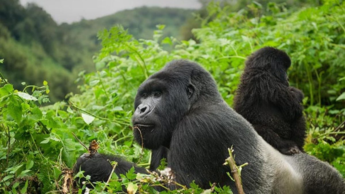 gorillcloseup232