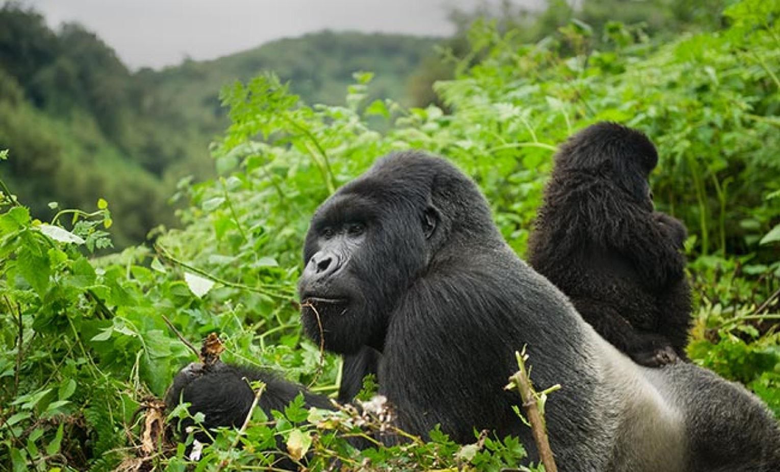 gorillcloseup232