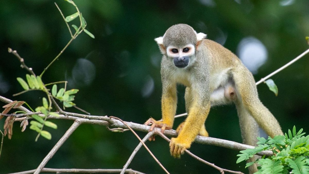 monkypoo3434_334