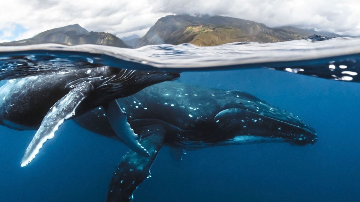 whaleofastory837782