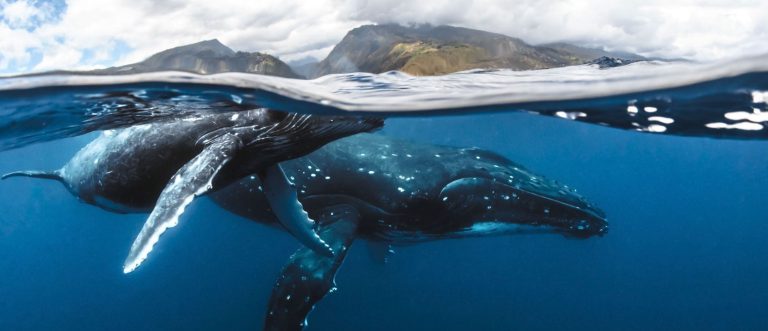 whaleofastory837782