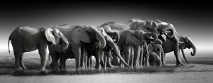 wildlife_elephants_shutterstock_1784056613