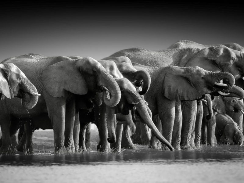 wildlife_elephants_shutterstock_1784056613
