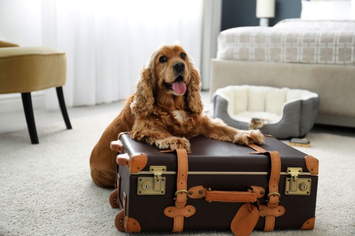 pets_trips_shutterstock_1854522457-1