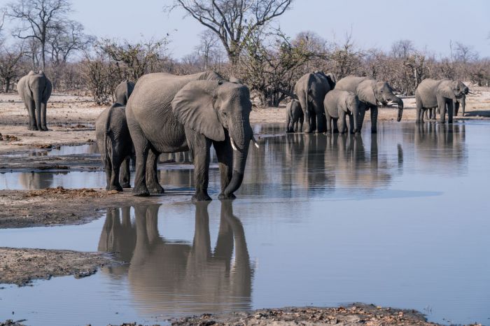 africa_shutterstock_2525438225-1