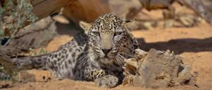 Wildcats_2025-02-01_130720