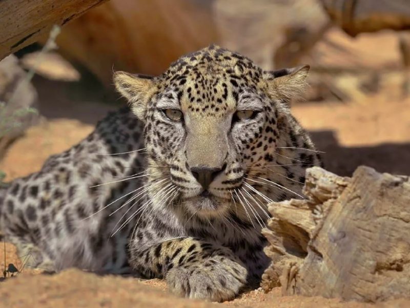 Wildcats_2025-02-01_130720