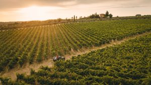 Vallepicciola: Where Vineyards Meet the Tuscan Sky