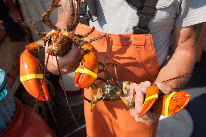 Review: Maine Lobster Now