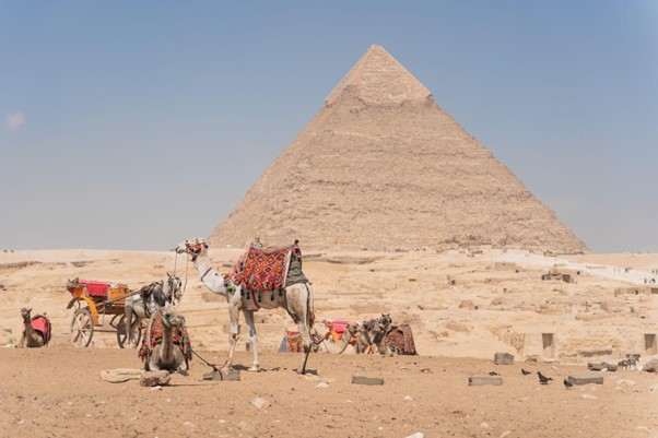 Camels resting in the foreground with the Great Pyramid of Giza towering in the background against a clear blue sky.