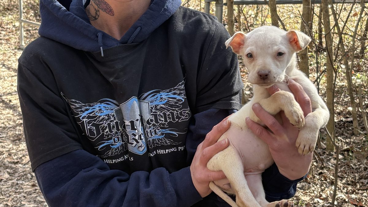A serious-looking person holding a white puppy in a wooded area, highlighting the ongoing rescue of dogs from a hoarding situation.