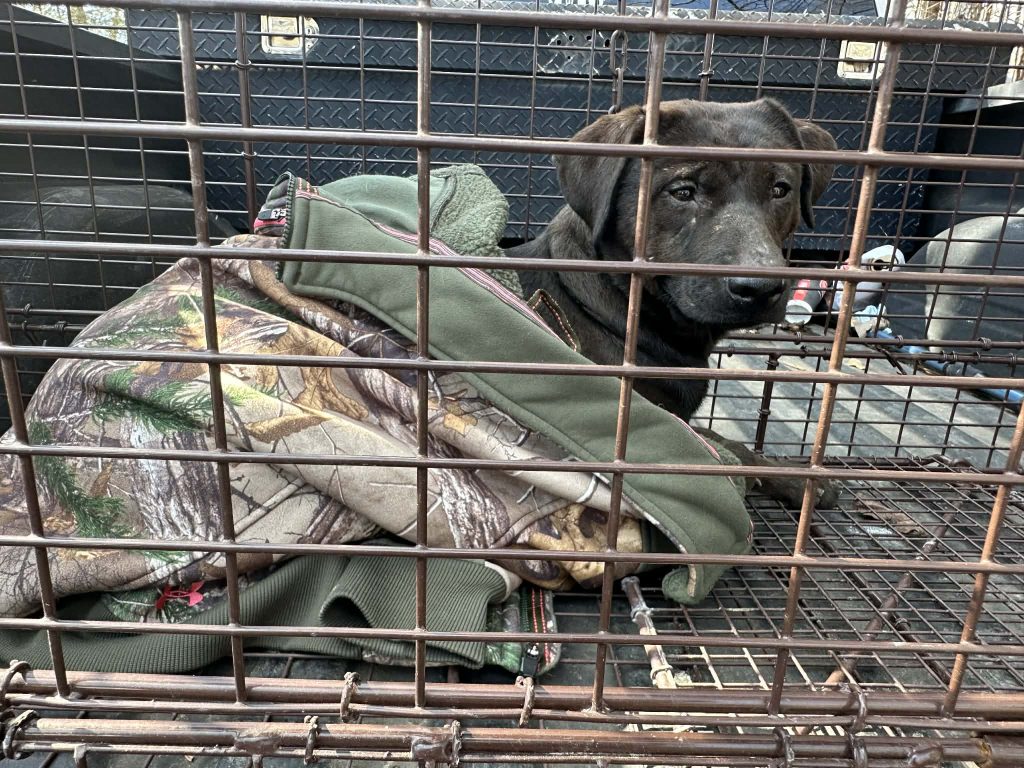A brown dog with a sad expression lies on a blanket in a cage, rescued from a hoarding situation in Mississippi.