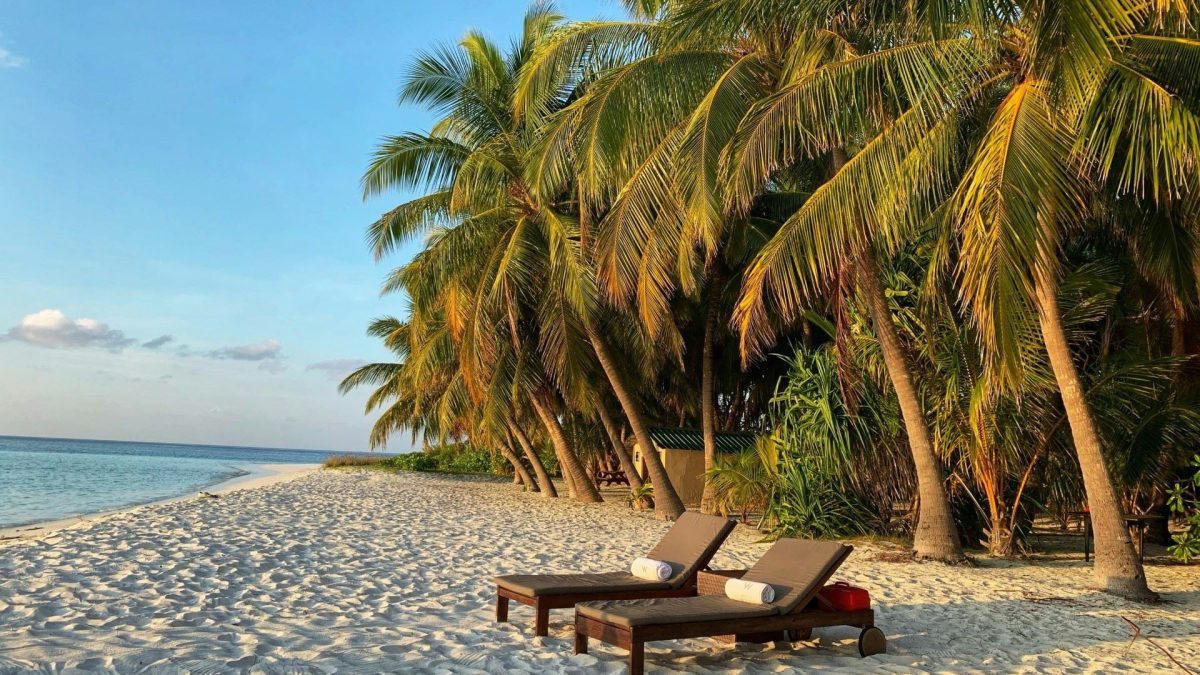 Lounge chairs under palm trees on a sandy beach with calm ocean waters and a clear blue sky.