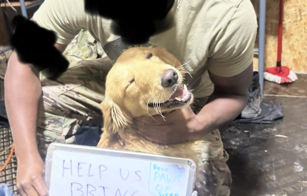 Soldier holding a smiling dog, with a sign asking for help to bring the dog named Bravo home.