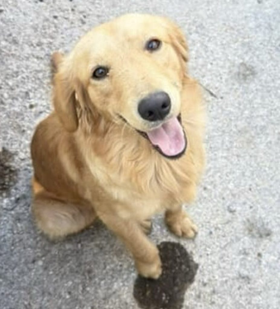 Golden retriever sitting happily on a gravel surface, appealing expression, representing a soldier's bond with their pet.