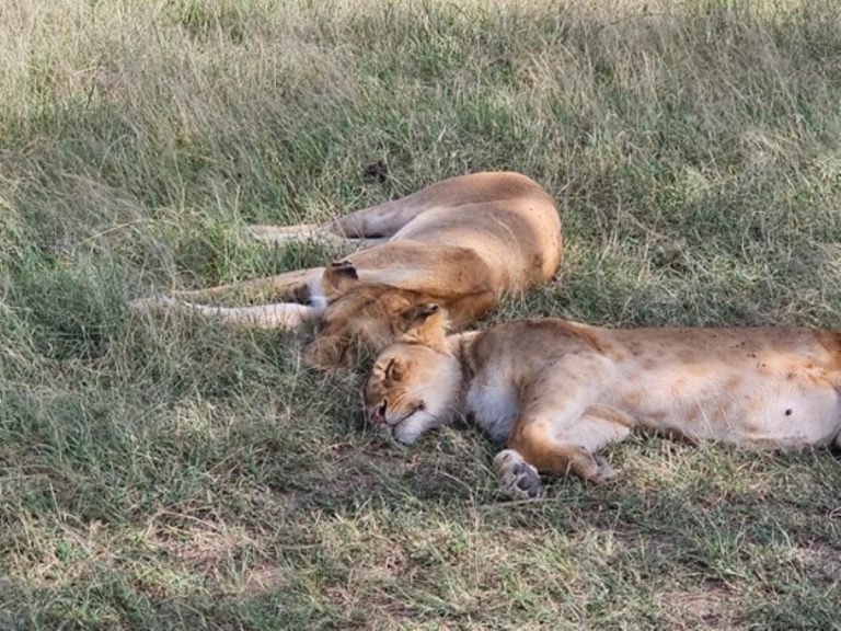 Lions resting together on the grass in the Masai Mara, showcasing the tranquil beauty of African wildlife.