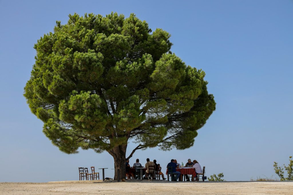 A group of people gathers around a table under a large tree, enjoying time outdoors with a clear blue sky above.