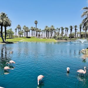 Flamingos wade in a reflective lagoon surrounded by palm trees and a green landscape at the JW Marriott Desert Springs.