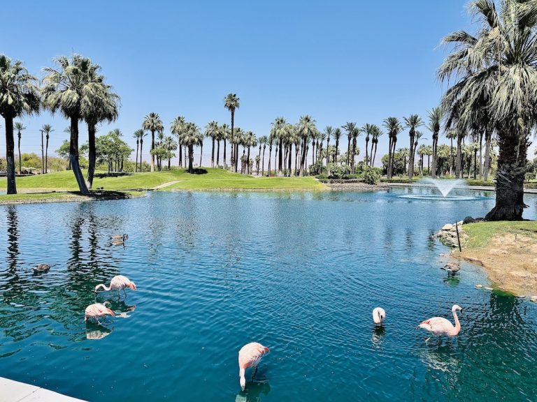 Flamingos wade in a reflective lagoon surrounded by palm trees and a green landscape at the JW Marriott Desert Springs.