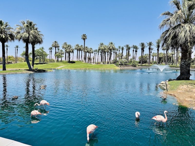 Flamingos wade in a reflective lagoon surrounded by palm trees and a green landscape at the JW Marriott Desert Springs.