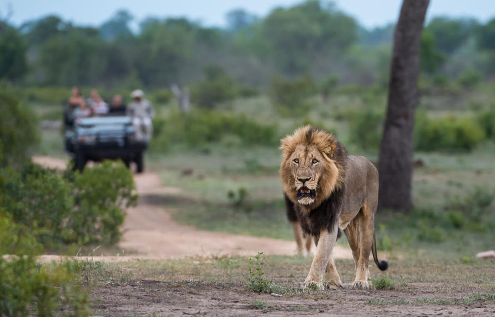 A lion walks along a dirt path in South Africa, while safari tourists observe from their vehicle in the background.