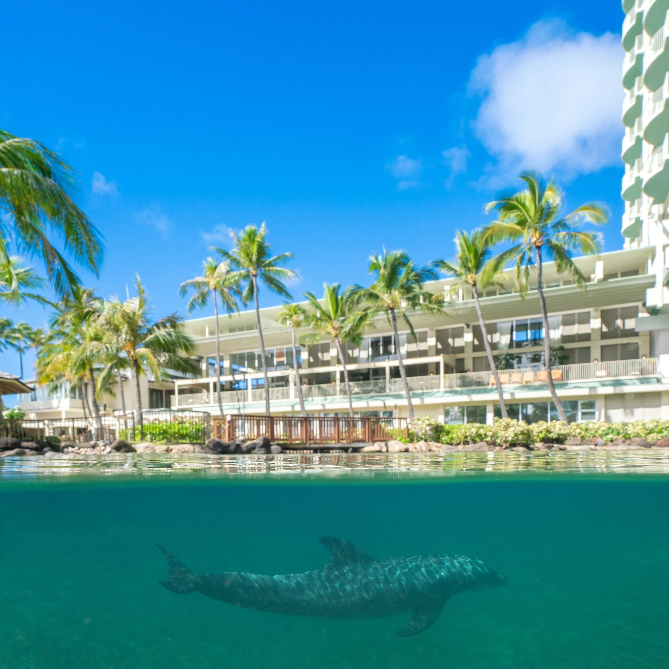A dolphin swims near the resort's shoreline, surrounded by palm trees and clear blue water under a sunny sky.