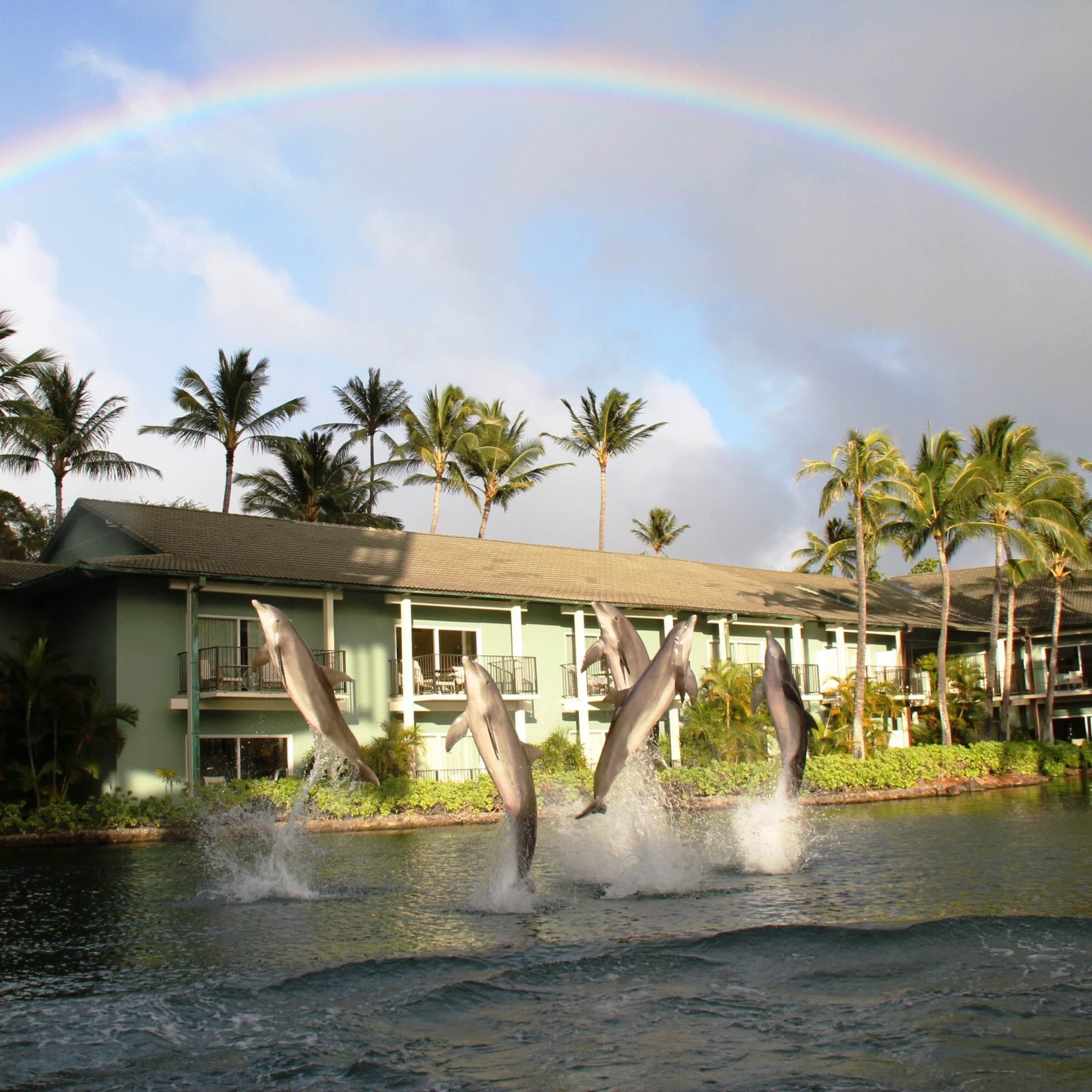 Dolphins jumping in the water with a rainbow above the Kahala Hotel and palm trees in the background.