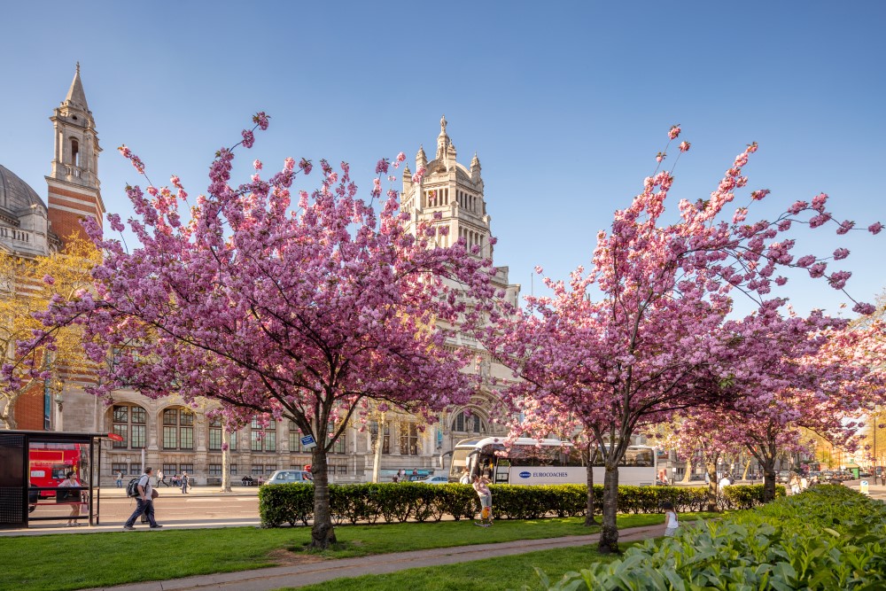 Cherry blossom trees in bloom frame the Victoria and Albert Museum against a clear blue sky in South Kensington, London.
