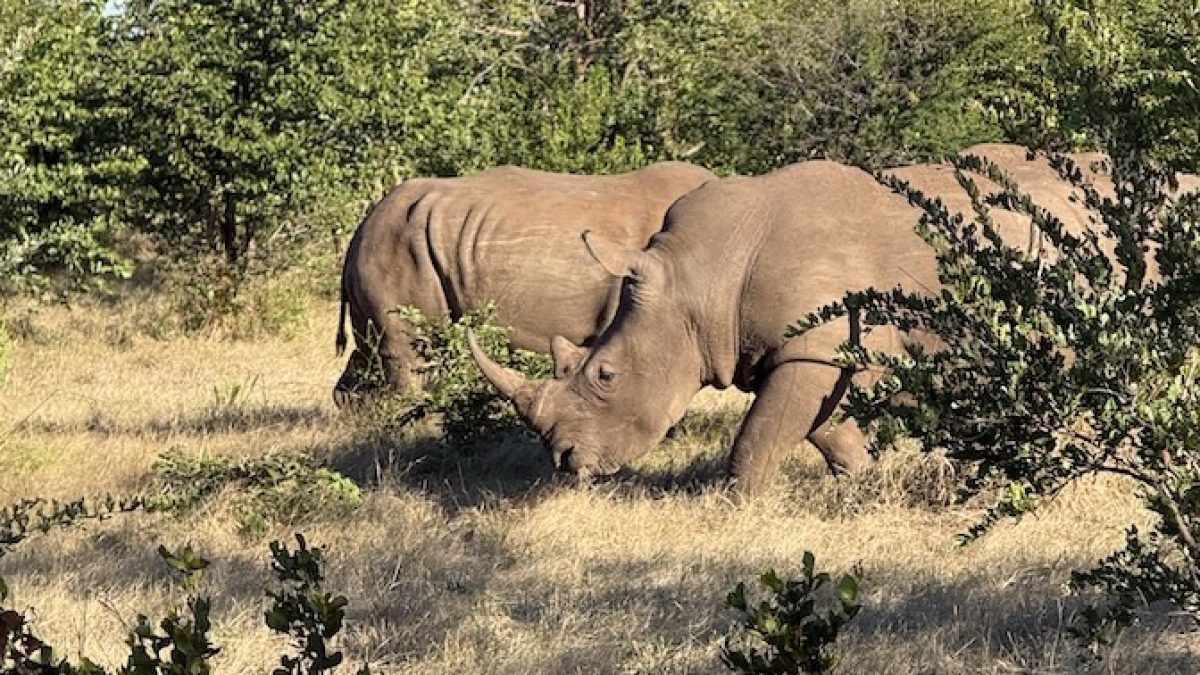 Two white rhinos grazing in a grassy area surrounded by lush vegetation in Zambia.