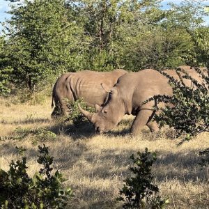 Two white rhinos grazing in a grassy area surrounded by lush vegetation in Zambia.