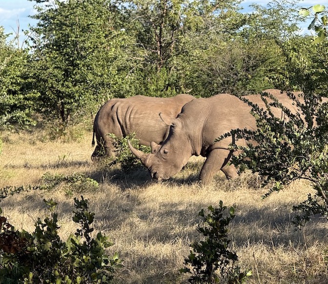 Two white rhinos grazing in a grassy area surrounded by lush vegetation in Zambia.