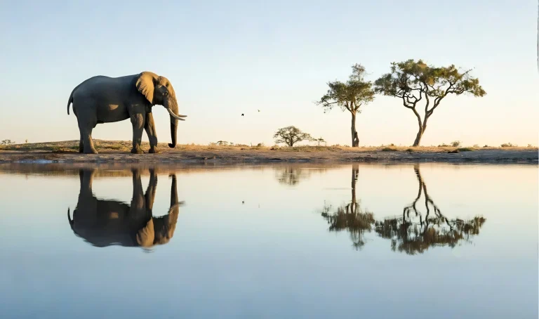 Elephant standing by a serene waterhole with trees in the background, reflecting in the water.