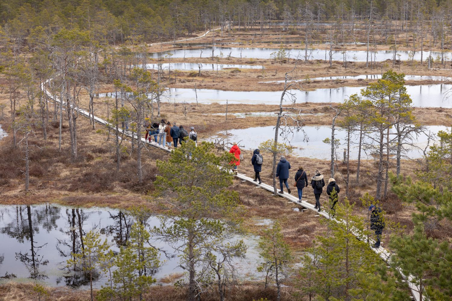 Visitors walk along a wooden path through wetland scenery with ponds and sparse trees in a Baltic marsh.