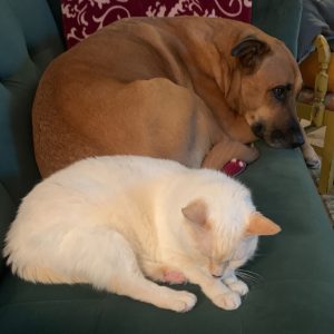 A tan dog and a white cat resting together on a green couch, representing the bond between an Airforce veteran and his pets.