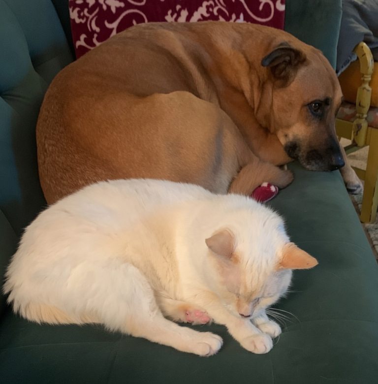 A tan dog and a white cat resting together on a green couch, representing the bond between an Airforce veteran and his pets.