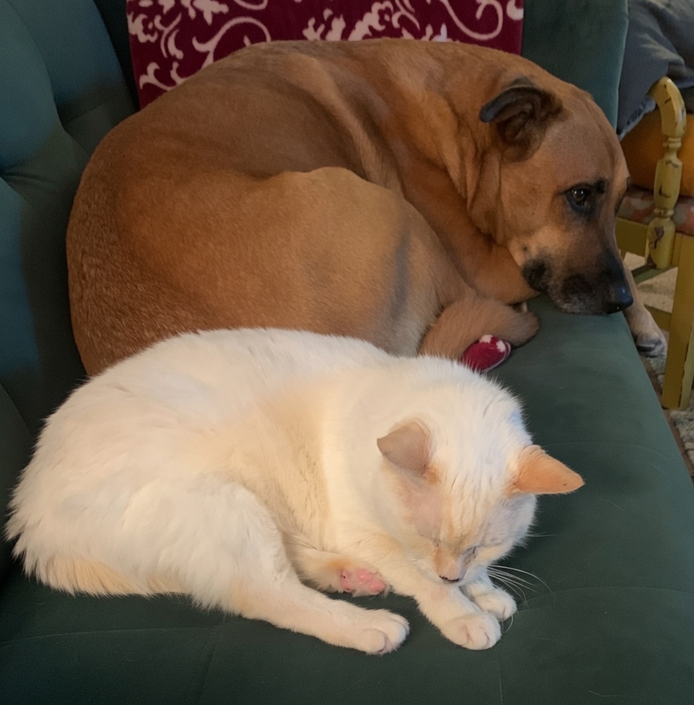 A tan dog and a white cat resting together on a green couch, representing the bond between an Airforce veteran and his pets.