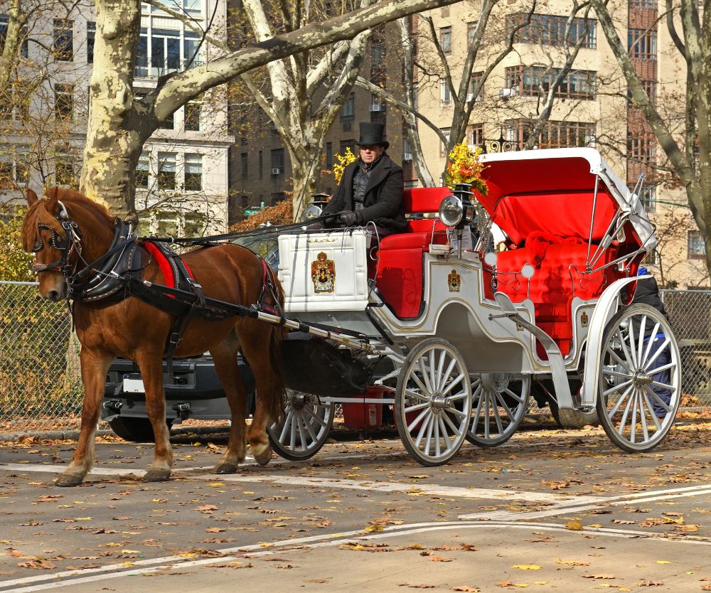 Horse-drawn carriage with a driver in a top hat, parked among fallen leaves in an urban area.