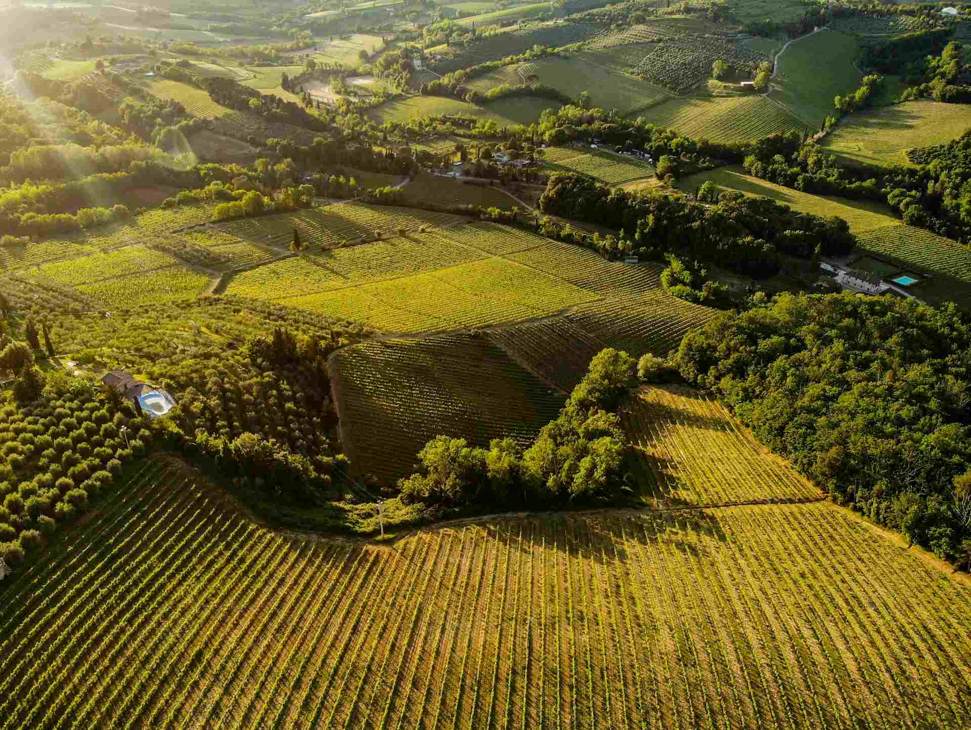 Lush vineyards stretch across rolling hills under golden sunlight, showcasing the beauty of rural landscapes.