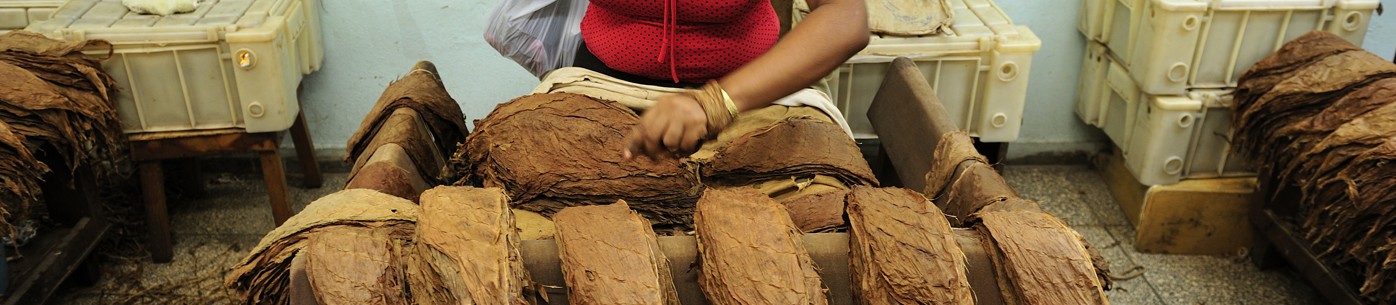 Worker arranging dried tobacco leaves at a production facility, highlighting the craftsmanship behind premium cigars.