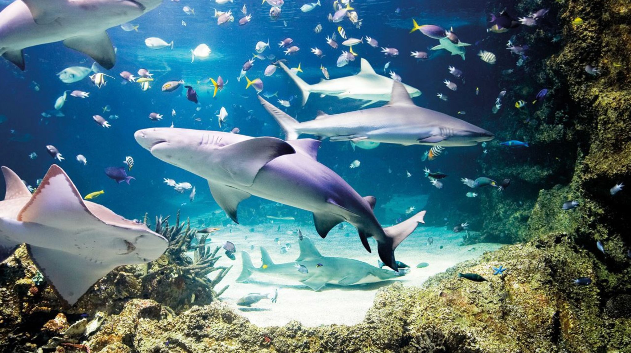 Sharks and colorful fish swimming in a vibrant underwater scene with coral reefs.