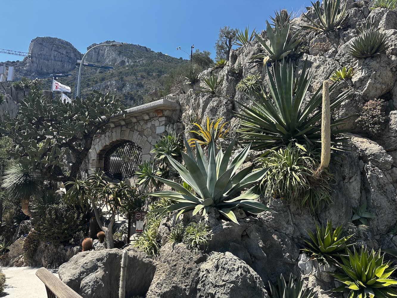 The lush, rocky landscape of Monaco's Jardin Exotique showcases a variety of succulents under a clear blue sky.