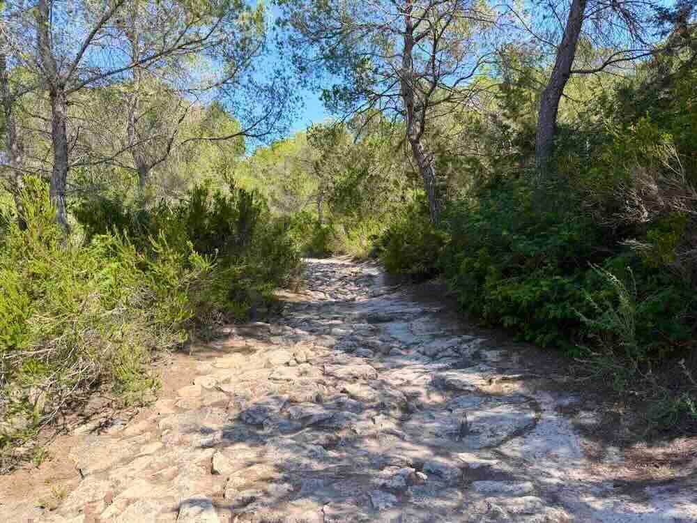 Rocky path surrounded by greenery on Formentera, showcasing the natural beauty of the Spanish island.