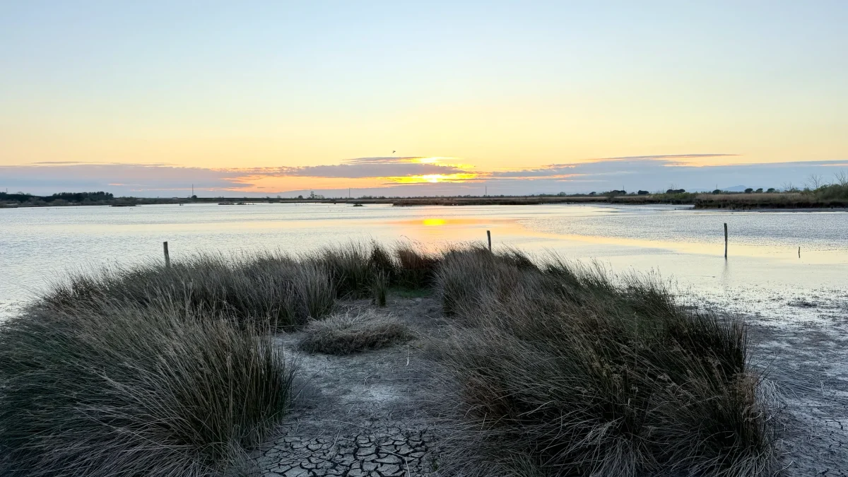 Sunset over calm waters with tall grass and dried earth, highlighting the natural beauty of the Aigues-Mortes landscape.
